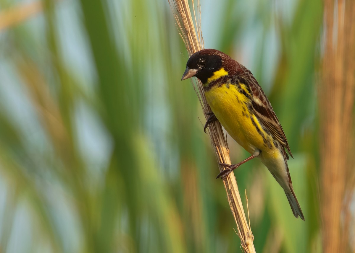 Yellow-breasted Bunting - ML620784638