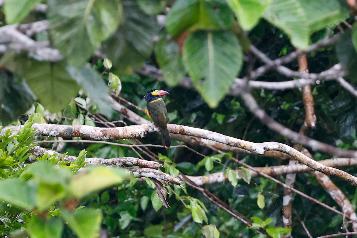 Golden-collared Toucanet (Red-billed) - ML620784640