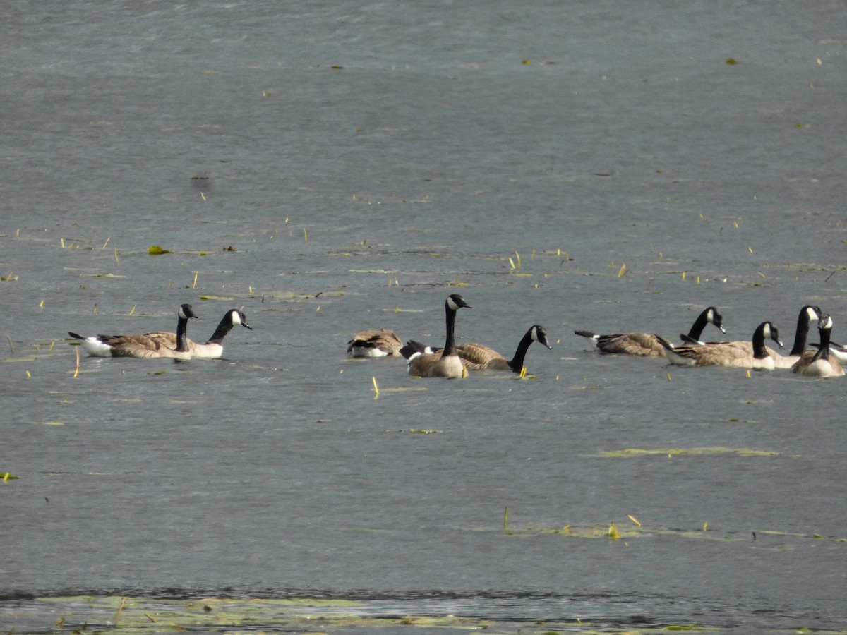 Canada Goose - ML620784649