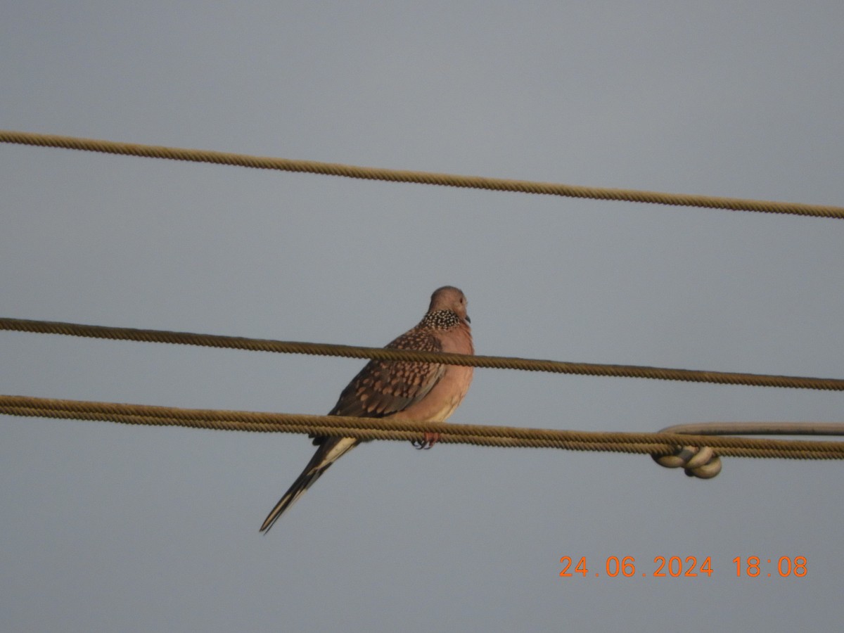 Spotted Dove - ML620784655