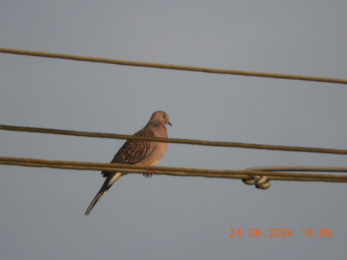 Spotted Dove - ML620784656