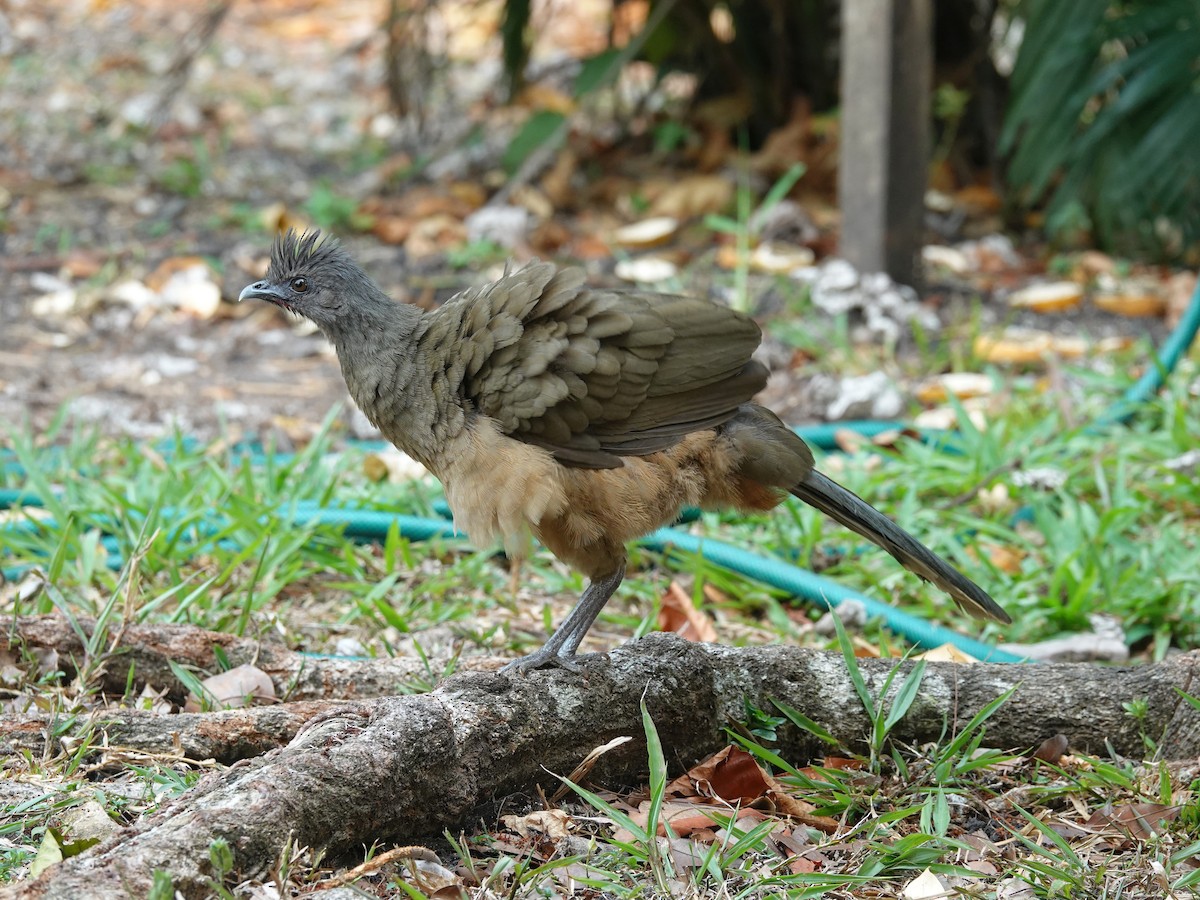 Plain Chachalaca - ML620784667