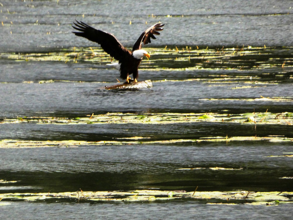 Bald Eagle - ML620784669