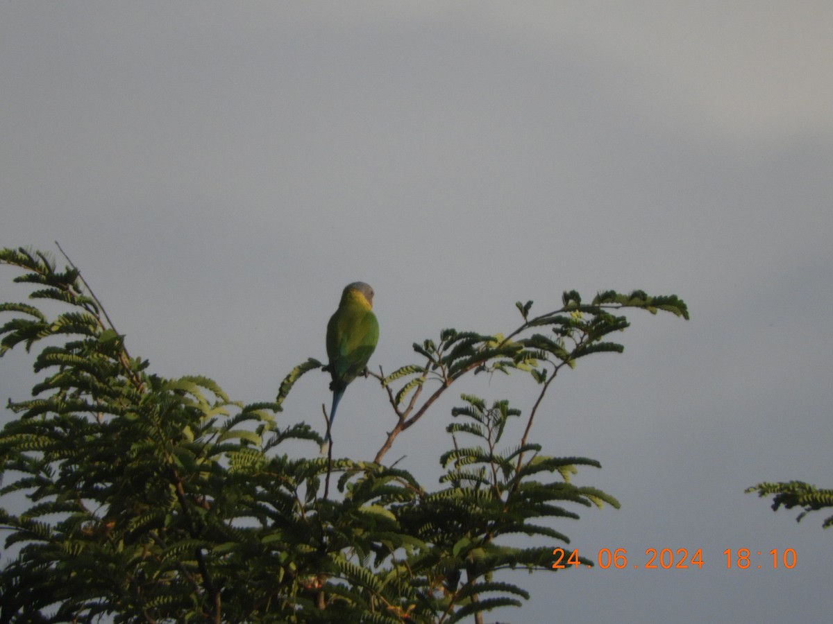 Plum-headed Parakeet - ML620784712