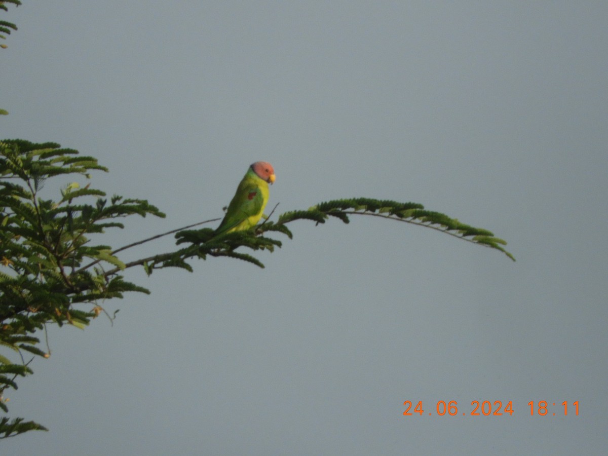 Plum-headed Parakeet - ML620784714