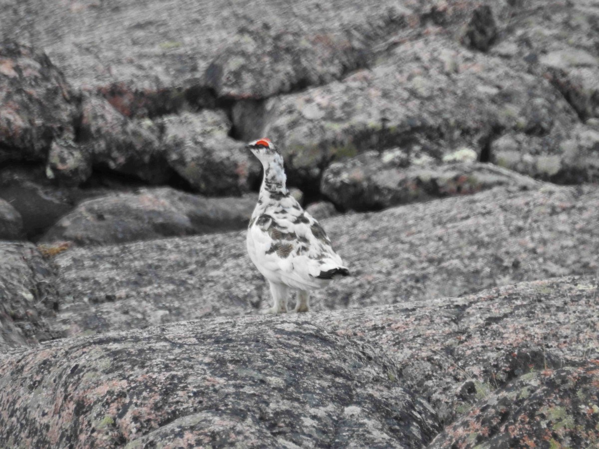 Rock Ptarmigan - ML620784720