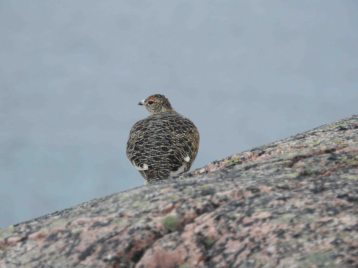 Rock Ptarmigan - ML620784726