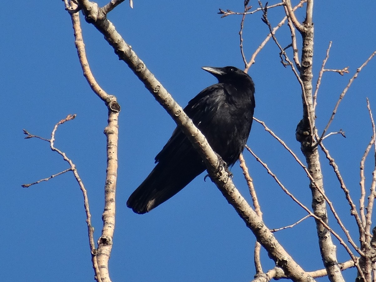 American Crow - ML620784727