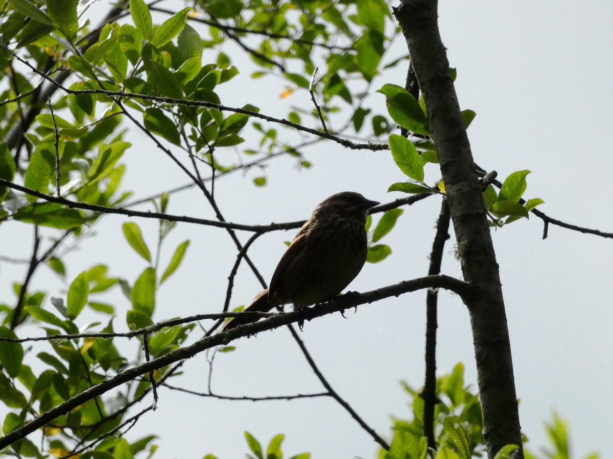 Song Sparrow - ML620784728