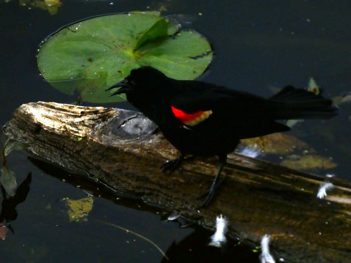 Red-winged Blackbird - ML620784738