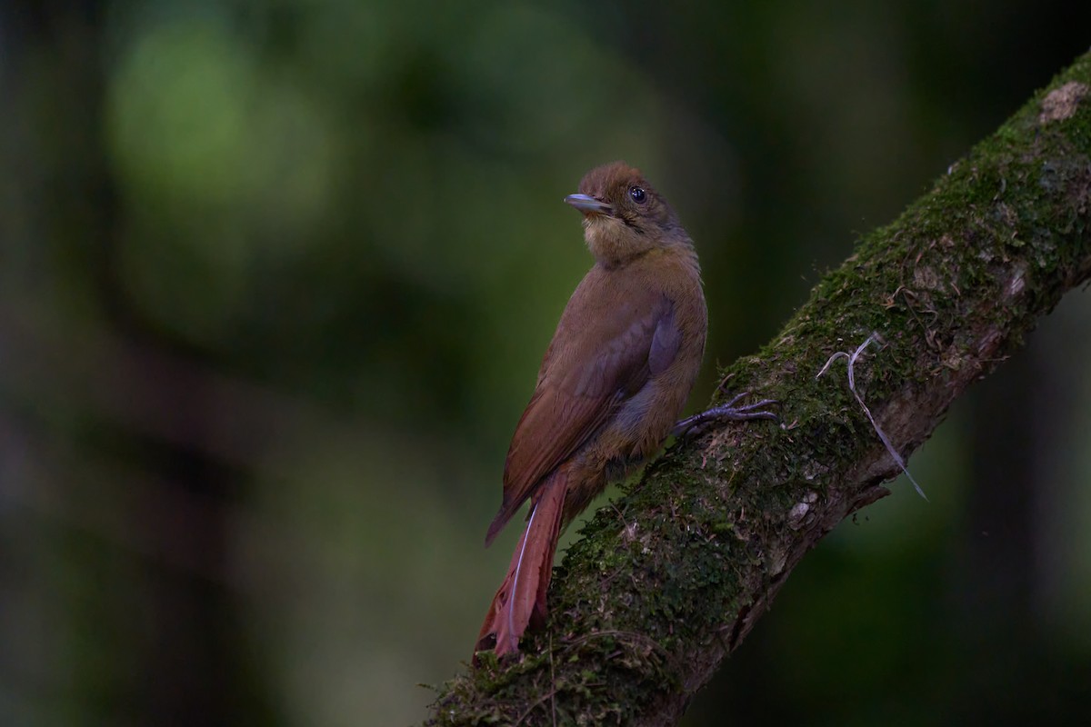 Plain-winged Woodcreeper (Plain-winged) - ML620784761