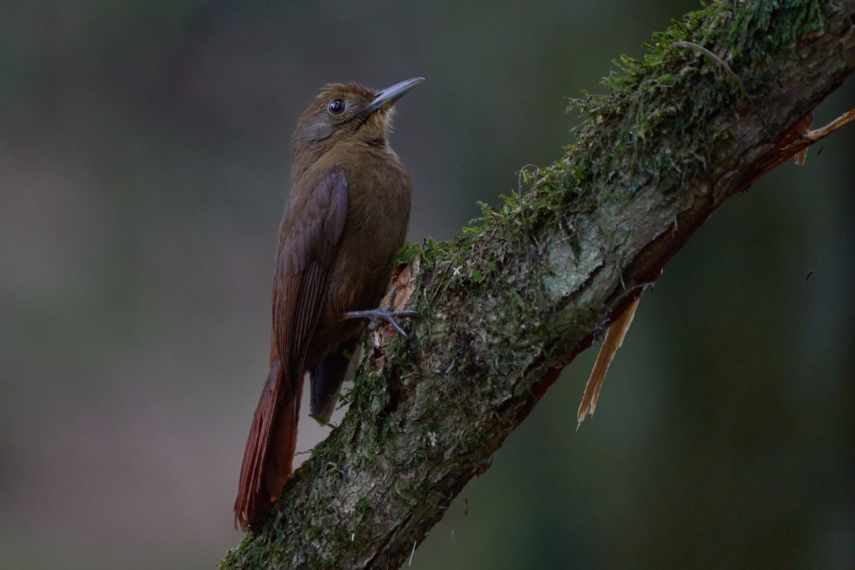 Plain-winged Woodcreeper (Plain-winged) - ML620784762