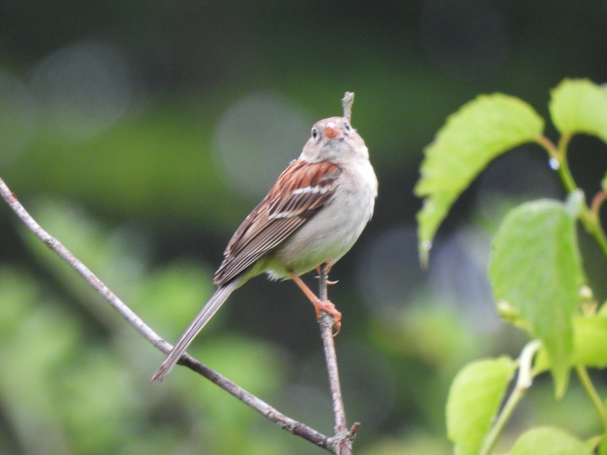 Field Sparrow - ML620784779