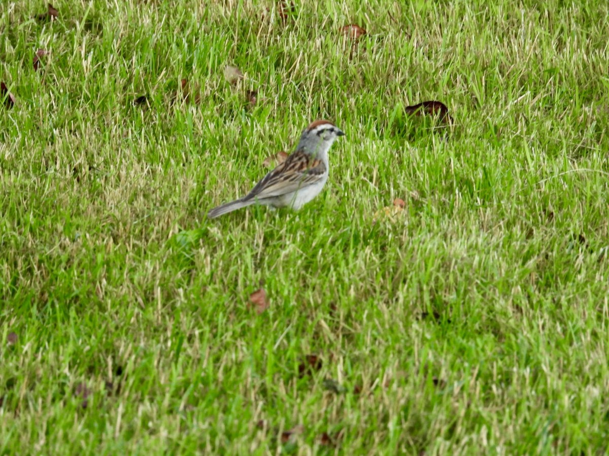 Chipping Sparrow - ML620784788