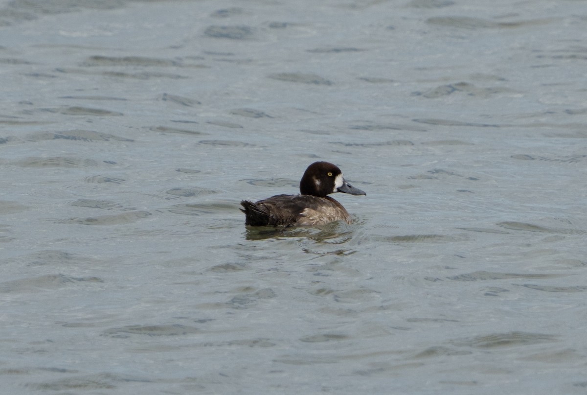 Greater Scaup - ML620784796