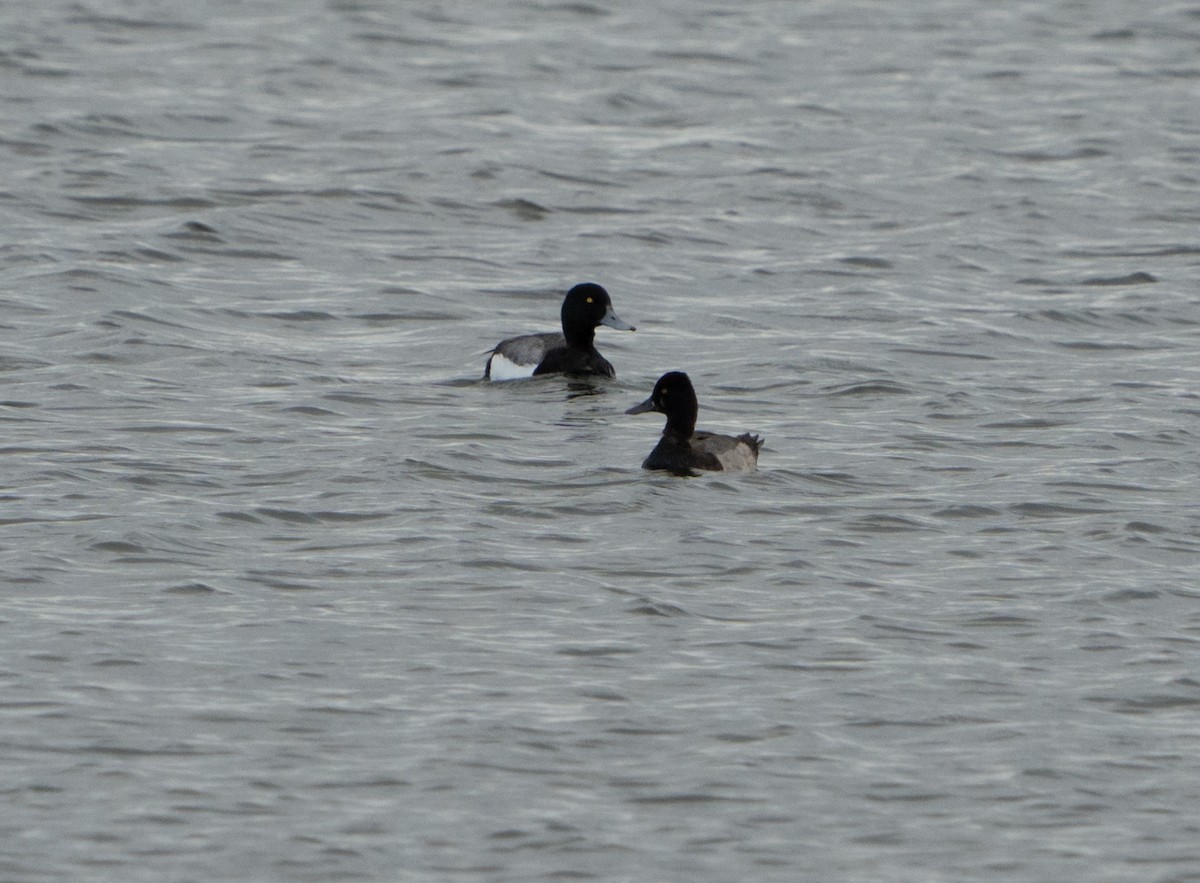 Greater Scaup - ML620784797
