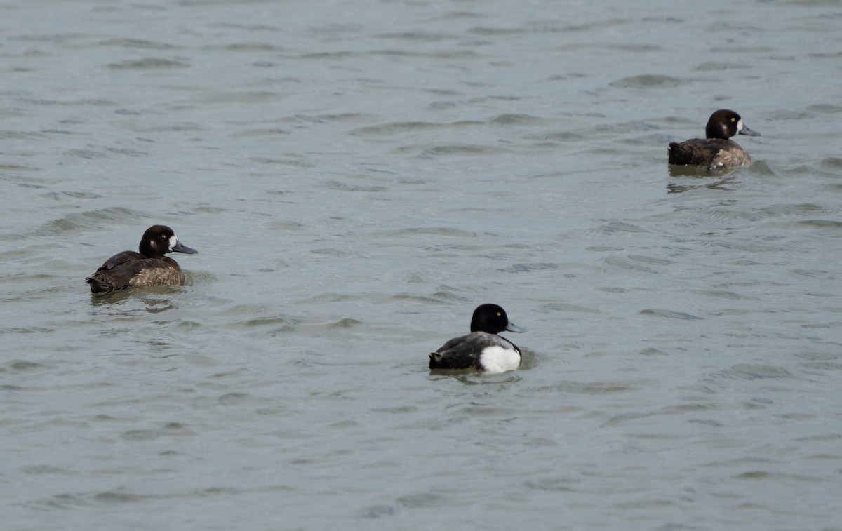 Greater Scaup - ML620784798