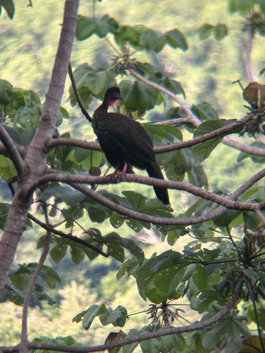 Crested Guan - ML620784801