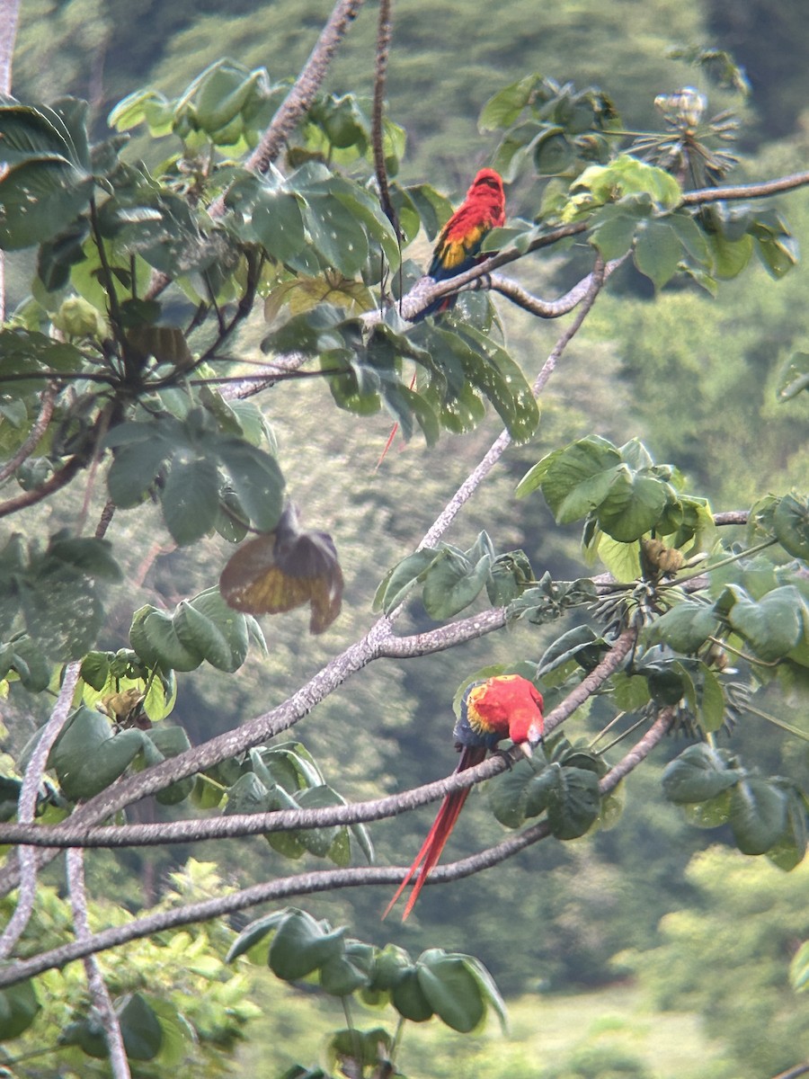 Scarlet Macaw - livie patterson