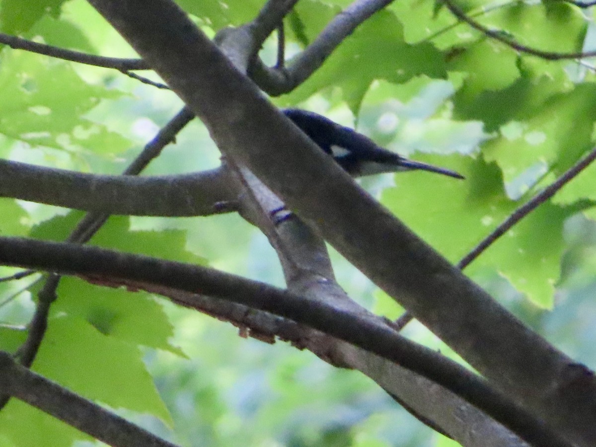 Black-throated Blue Warbler - ML620784817