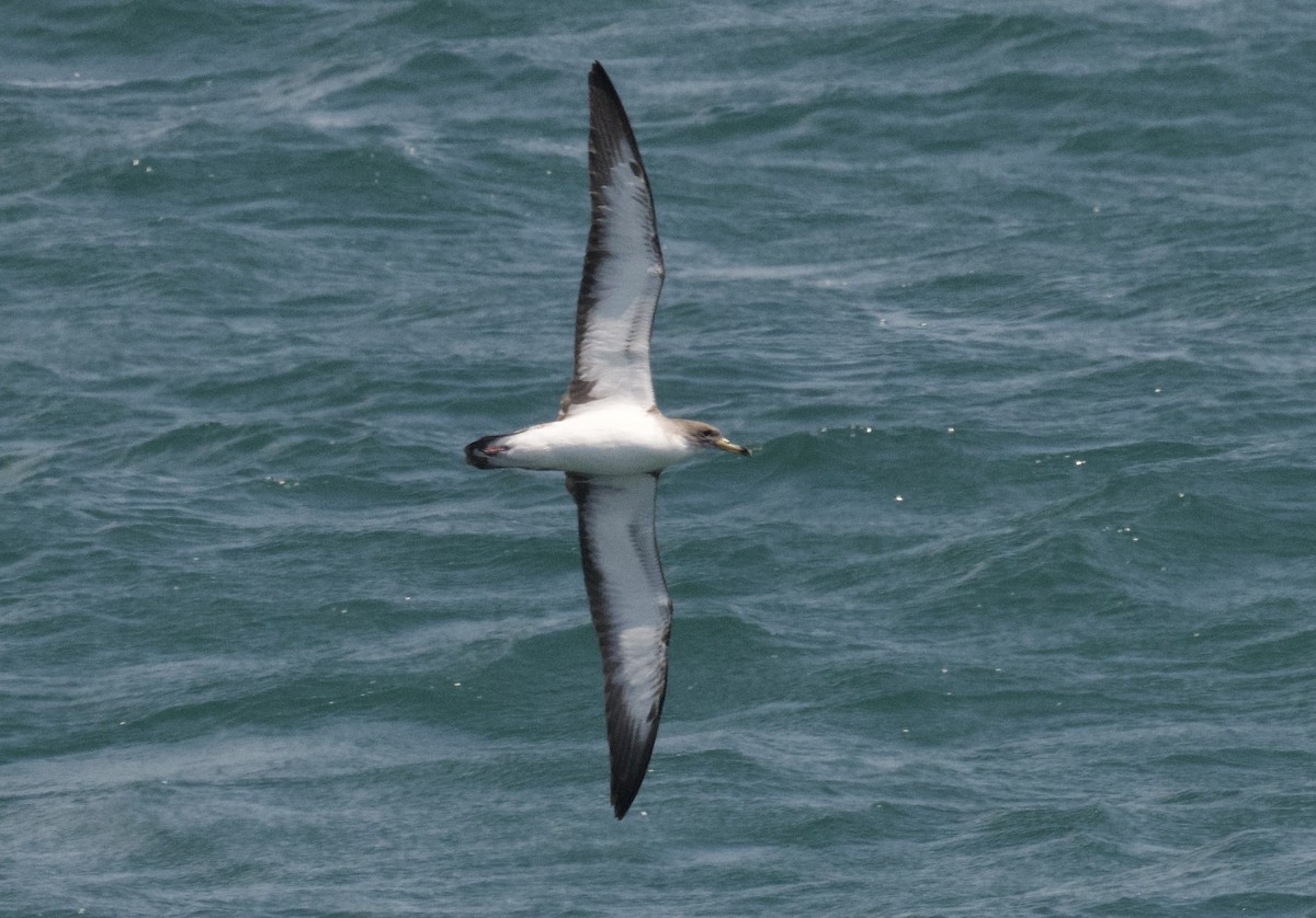 Cory's Shearwater - Christopher Veale
