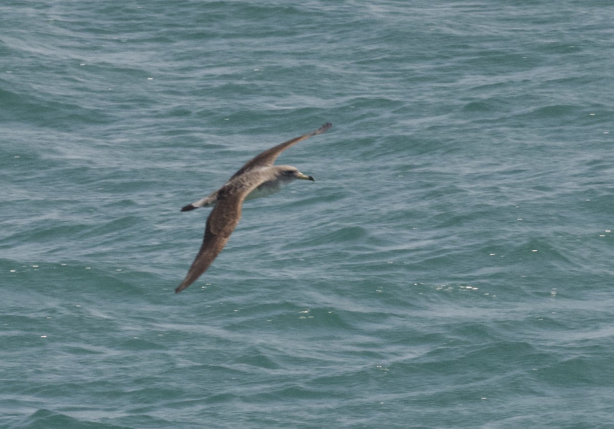 Cory's Shearwater - Christopher Veale
