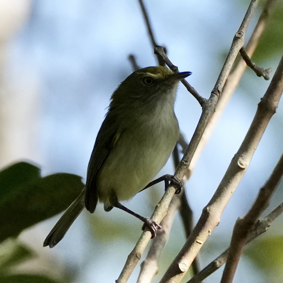 Hangnest Tody-Tyrant - ML620784833