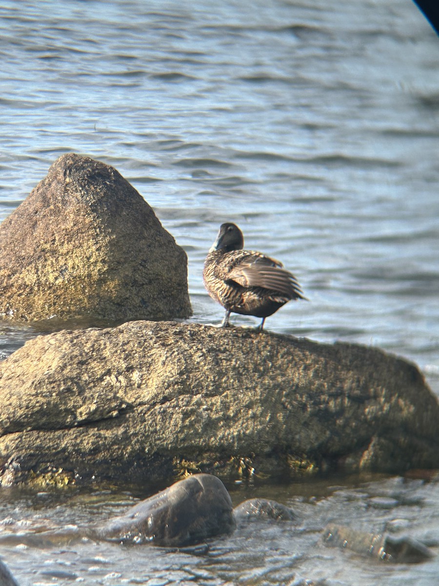 Common Eider - ML620784834