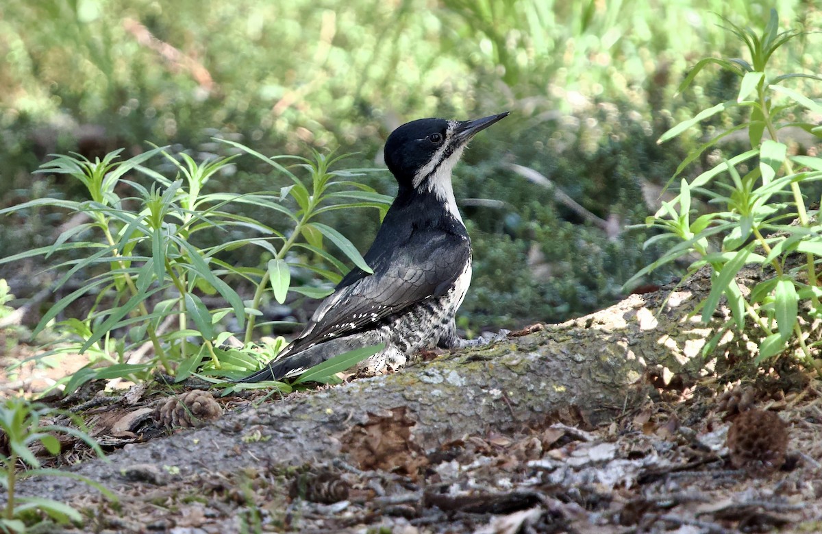 Black-backed Woodpecker - ML620784860