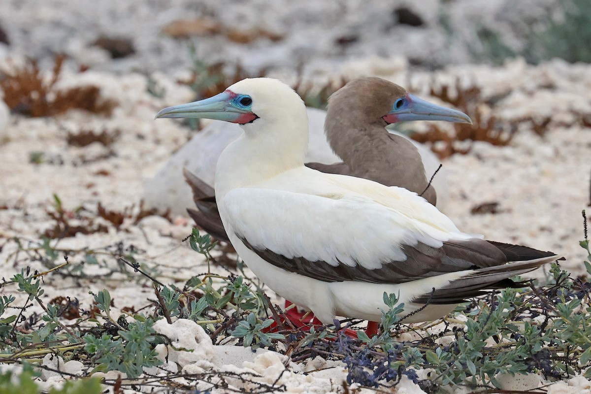 Red-footed Booby (Eastern Pacific) - ML620784865