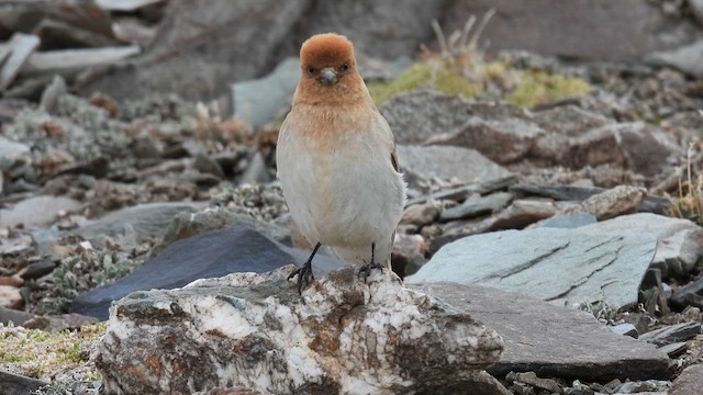 Sillem's Rosefinch - ML620784883