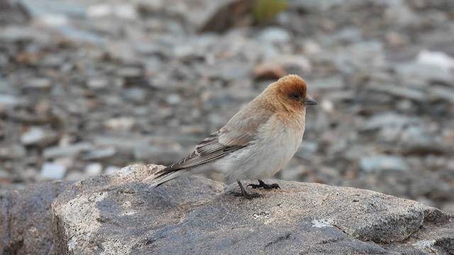 Sillem's Rosefinch - ML620784884