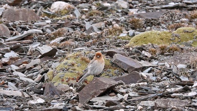 Sillem's Rosefinch - ML620784885