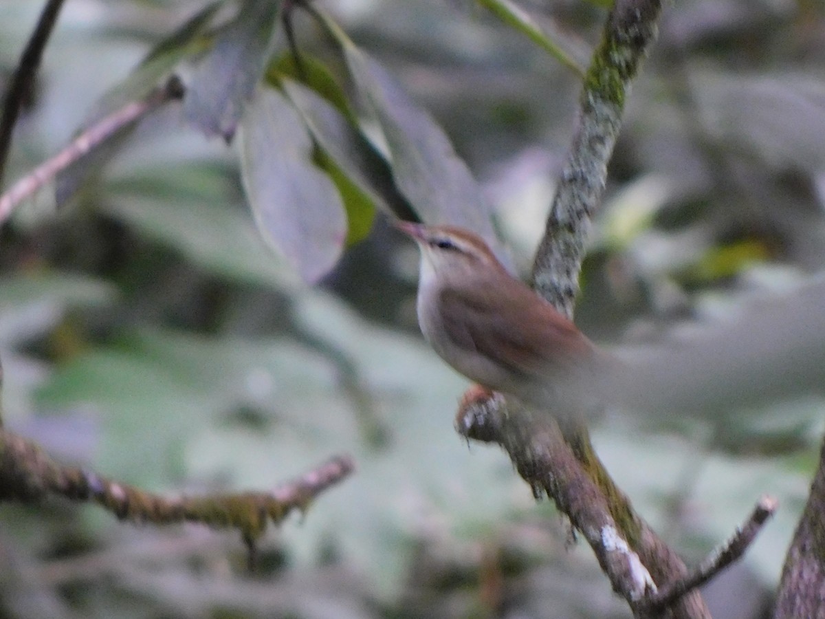 Swainson's Warbler - ML620784891