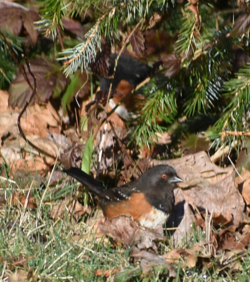 Spotted Towhee - ML620784902