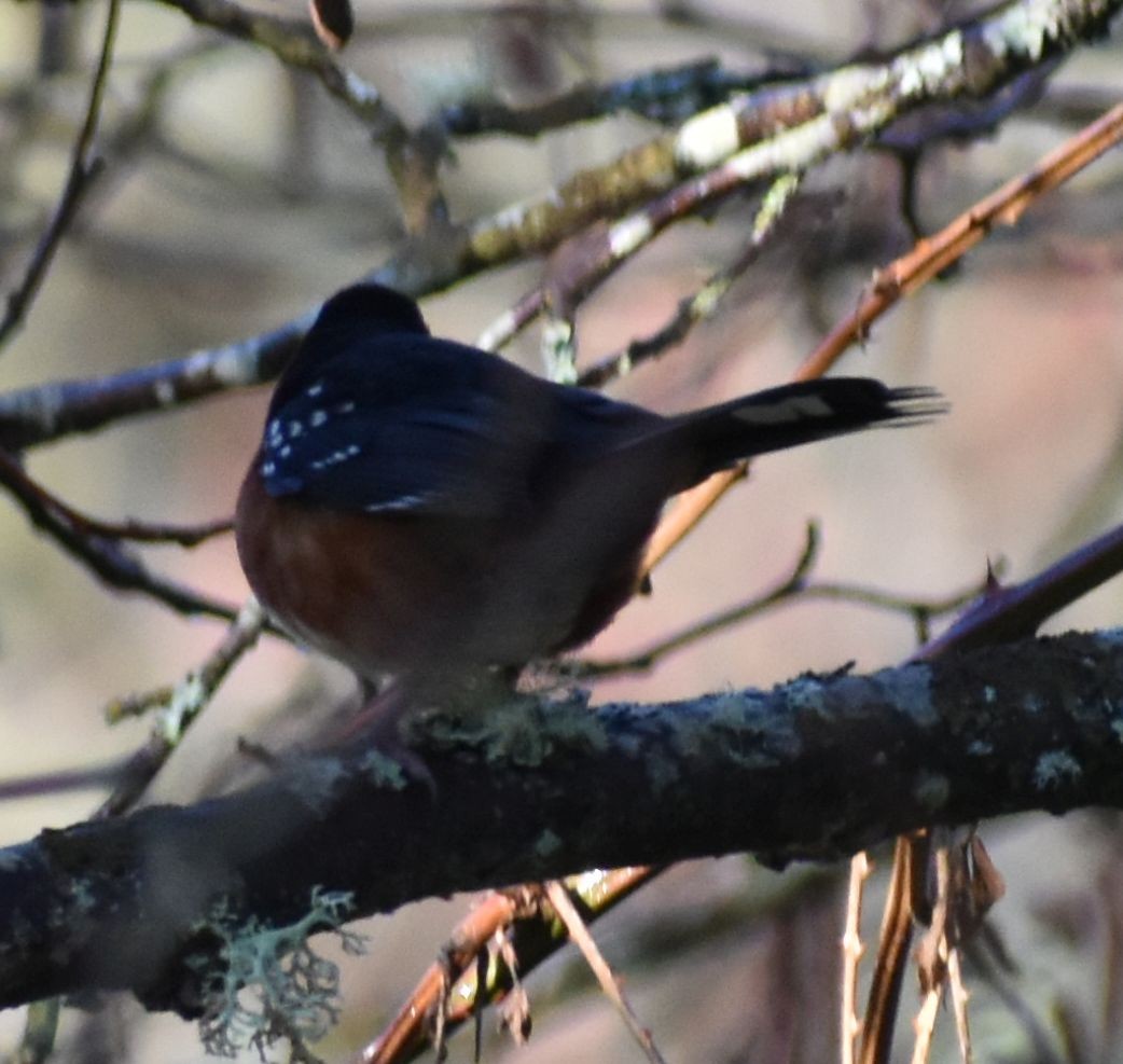 Spotted Towhee - ML620784924