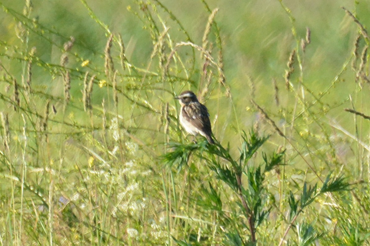 Whinchat - ML620784925