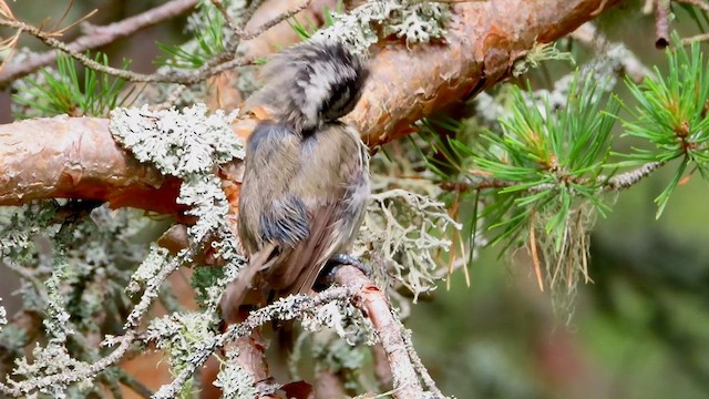 Mésange huppée - ML620784945