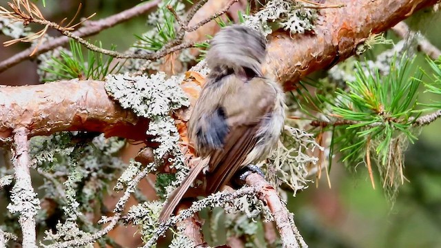 Crested Tit - ML620784946