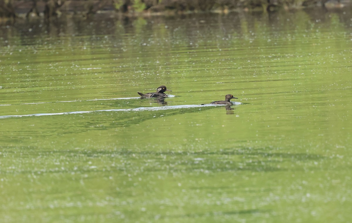 Hooded Merganser - ML620784975