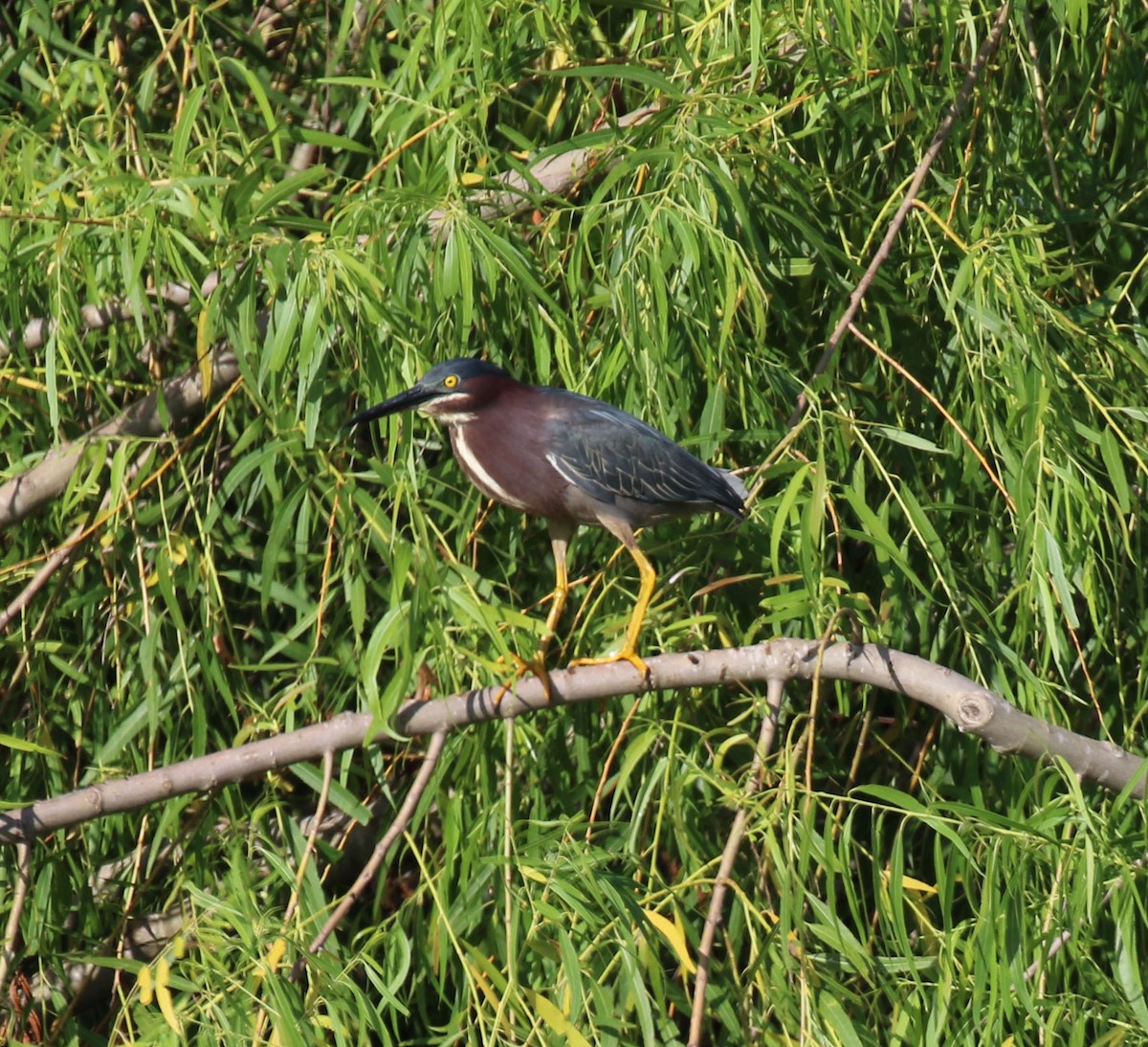 Green Heron - ML620784976