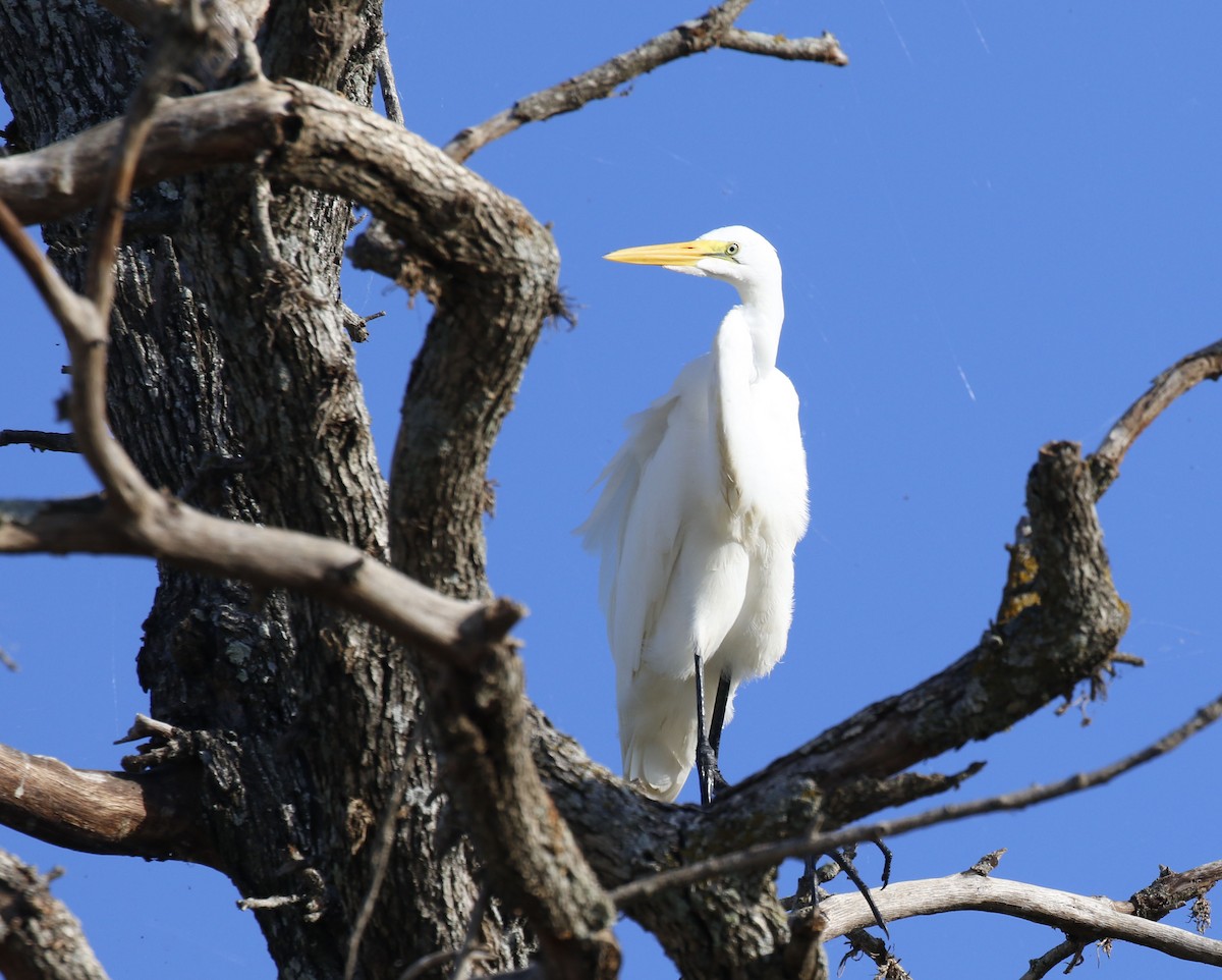 Great Egret - ML620784982