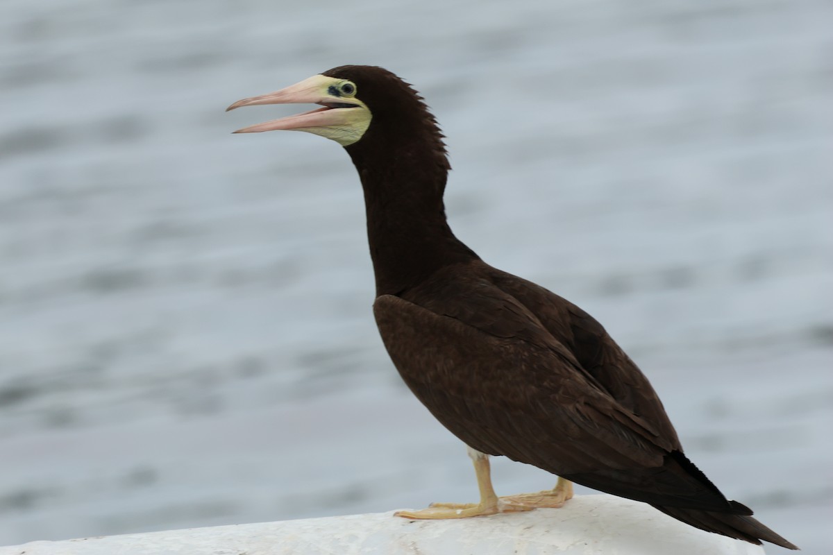 Brown Booby - ML620784984