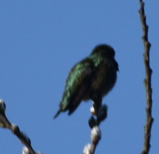 Anna's Hummingbird - ML620784987