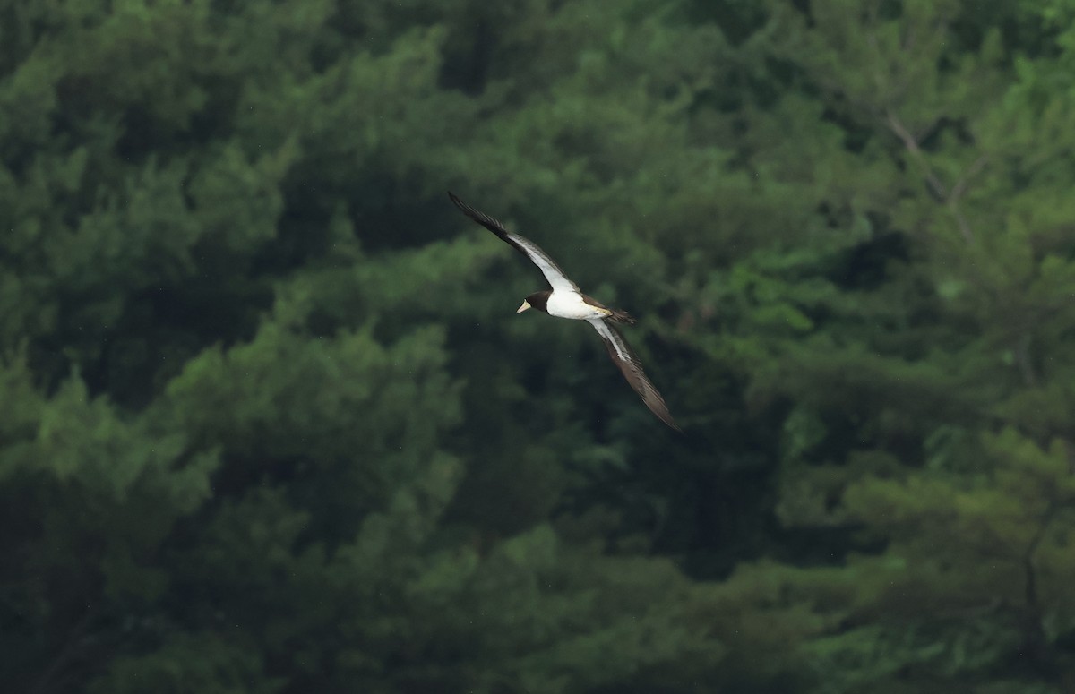 白腹鰹鳥 - ML620785007