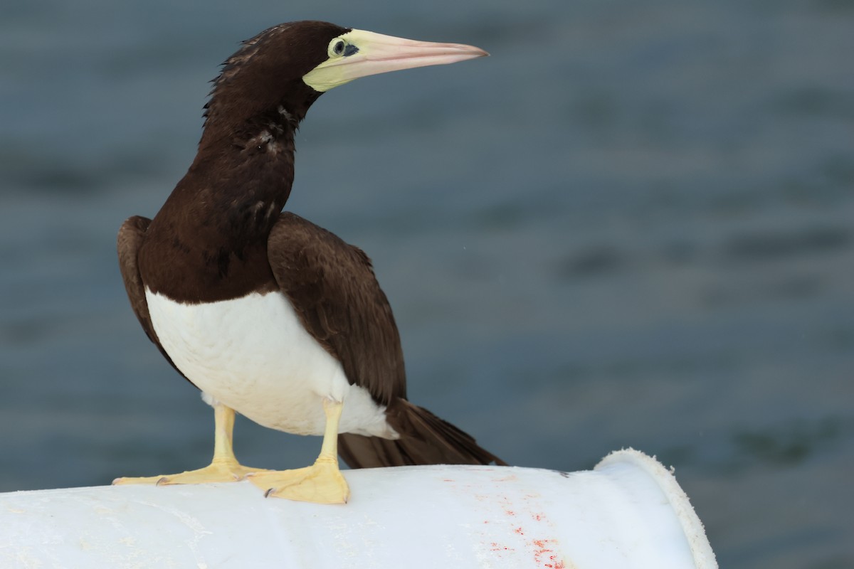 Brown Booby - ML620785008