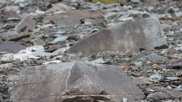 Sillem's Rosefinch - ML620785009