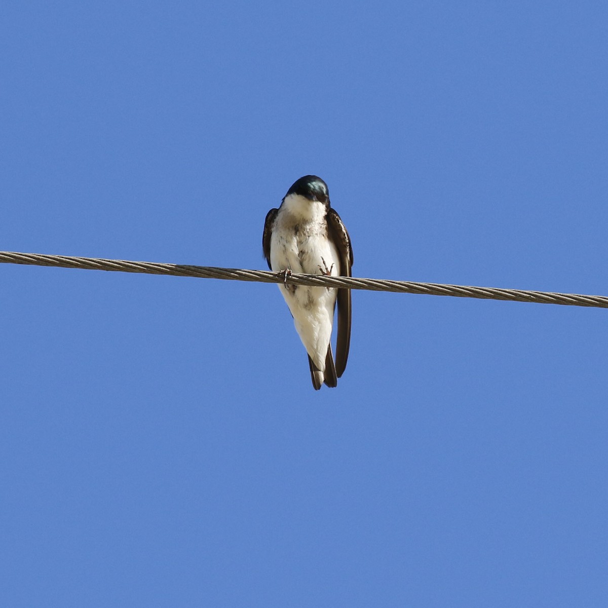 Tree Swallow - ML620785012
