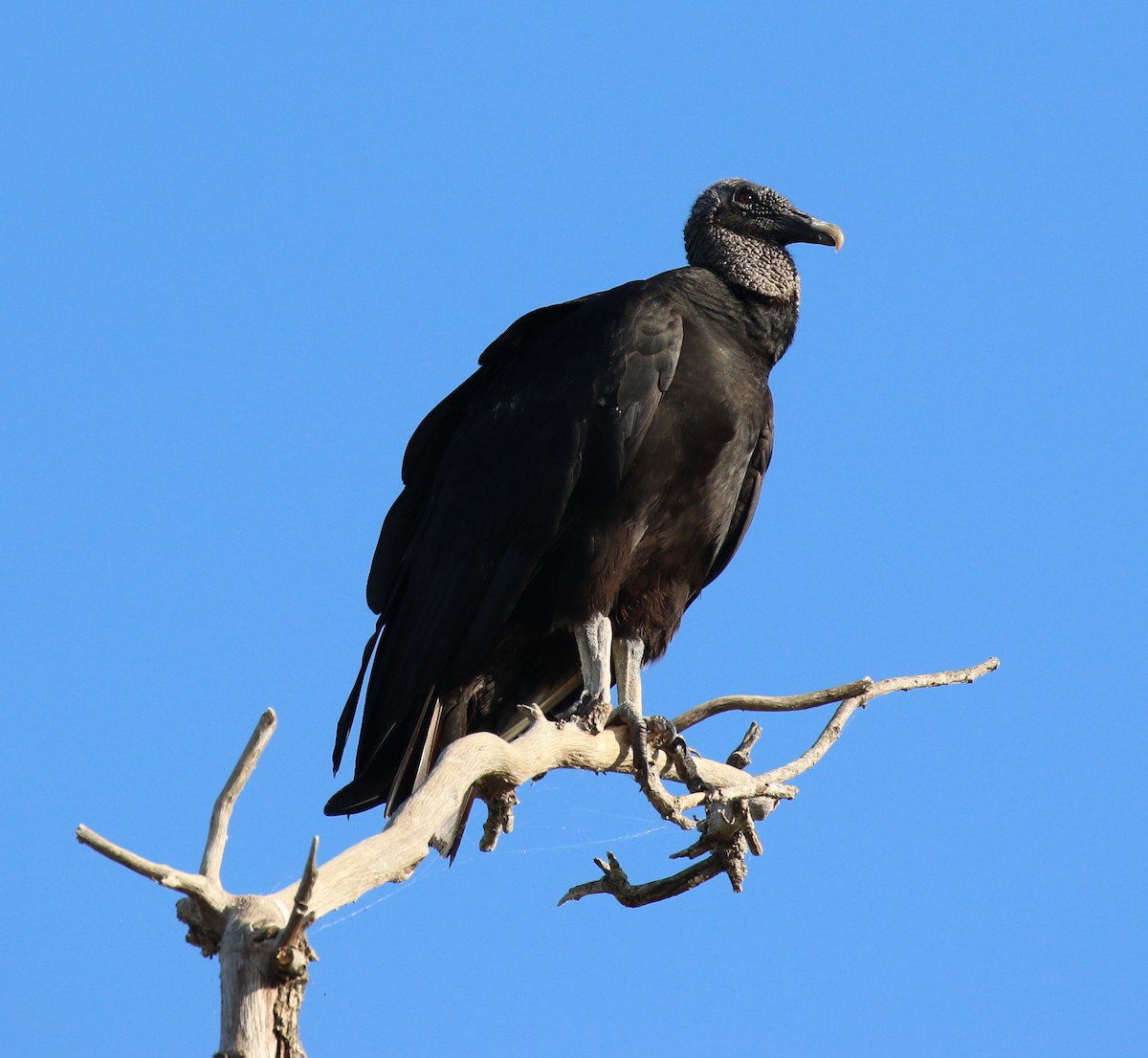 Black Vulture - ML620785017
