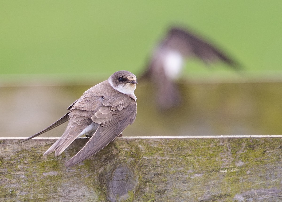 Bank Swallow - ML620785018